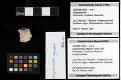 Foto (Objekt + Etiketten) von Longodromites angustus (Reuss 1858) 